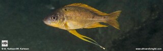 Ophthalmotilapia cf. nasuta &#39;Musi Point&#39; Ophthalmotilapia sp. &#39;Nasuta Golden&#39; Musi Point