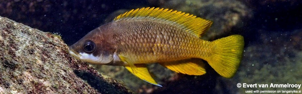Neolamprologus mustax 'Mutondwe (Crocodile) Island'