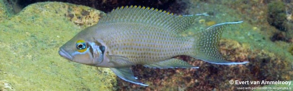 Neolamprologus pulcher 'Mutondwe (Crocodile) Island'