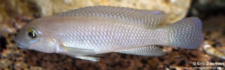 Neolamprologus cf. petricola &#39;Congo North&#39; Muzimu