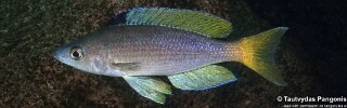 Cyprichromis sp. 'leptosoma jumbo' Nausingili Island.jpg