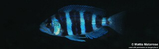 Perissodus straeleni &#39;Nausingili Island&#39; Plecodus straeleni &#39;Nausingili Island&#39;