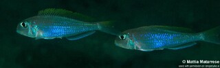 Xenotilapia flavipinnis &#39;Ngosa Point&#39;