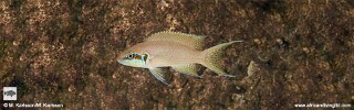 Neolamprologus brichardi &#39;Popo (Kizumbi) Rocks&#39;
