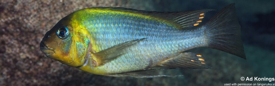 Petrochromis polyodon 'Samazi'