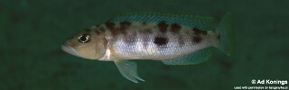 Lepidiolamprologus sp. &#39;hecqui mahale&#39; Siyeswe Bay