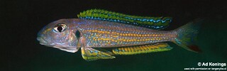 Xenotilapia ochrogenys &#39;Siyeswe Bay&#39;