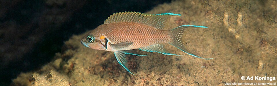 Neolamprologus splendens 'Tembwe (Deux)'