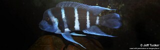 Cyphotilapia gibberosa &#39;Tembwe (Deux)&#39; DR Congo