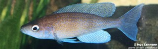 Cyprichromis pavo &#39;Tembwe (Deux)&#39;