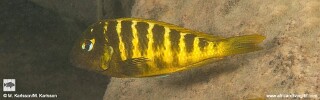 Tropheus sp. &#39;mpimbwe&#39; x T. sp. &#39;kaiser&#39; at Udachi