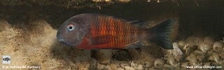 Tropheus sp. &#39;mpimbwe&#39; x T. sp. &#39;kirschfleck&#39; at Udachi Point