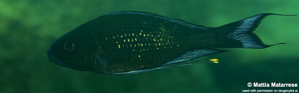 Ophthalmotilapia sp. 'paranasuta' Cape Bangwe