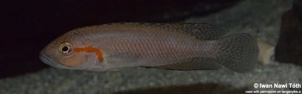 Telmatochromis macrolepis 'Cape Bangwe'