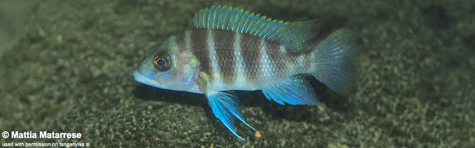 Trematochromis cf. benthicola 'Cape Bangwe'<br><font color=gray>Ctenochromis cf. benthicola 'Cape Bangwe'</font>