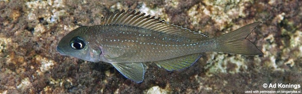 Xenotilapia sp. 'spilopterus north' Cape Bangwe