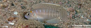 Neolamprologus brevis 'Cape Bangwe'.jpg