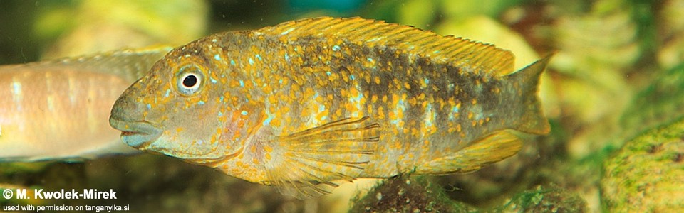 Eretmodus cyanostictus 'Kapampa' (Golden Kushangaza)