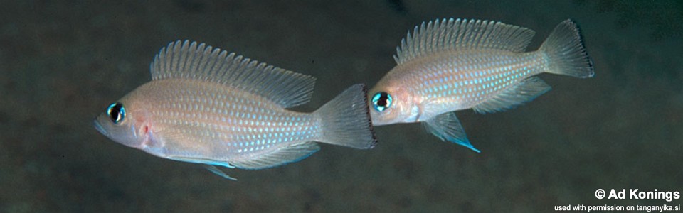 Neolamprologus leloupi 'Kapampa'