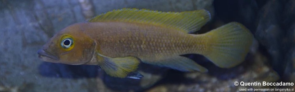 Neolamprologus pectoralis 'Kapampa'