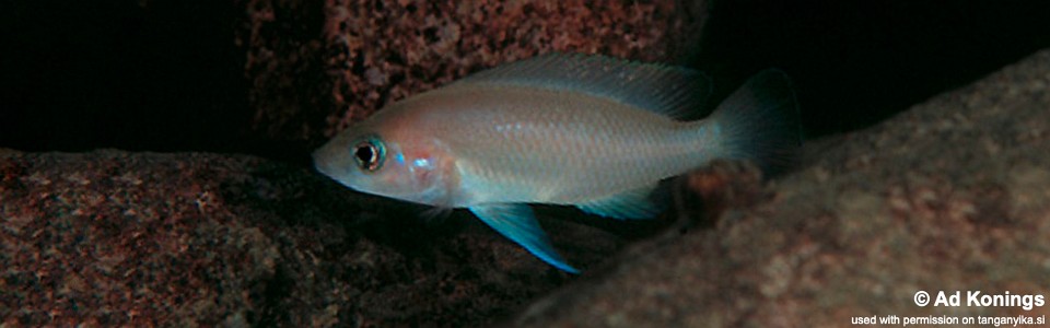 Neolamprologus sp. 'leleupi kapampa' Kapampa