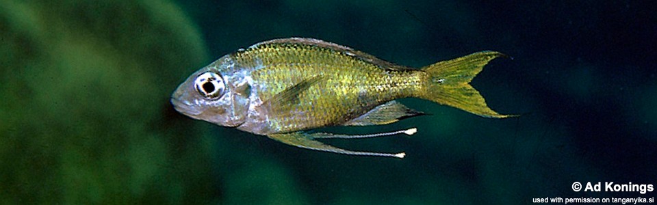 Ophthalmotilapia cf. ventralis 'Kapampa'