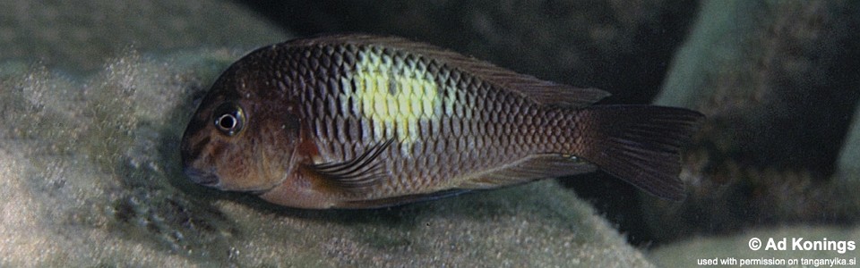 Tropheus sp. 'limespot' Kapampa<br><font color=gray>Tropheus sp. 'maculatus' Kapampa</font> 