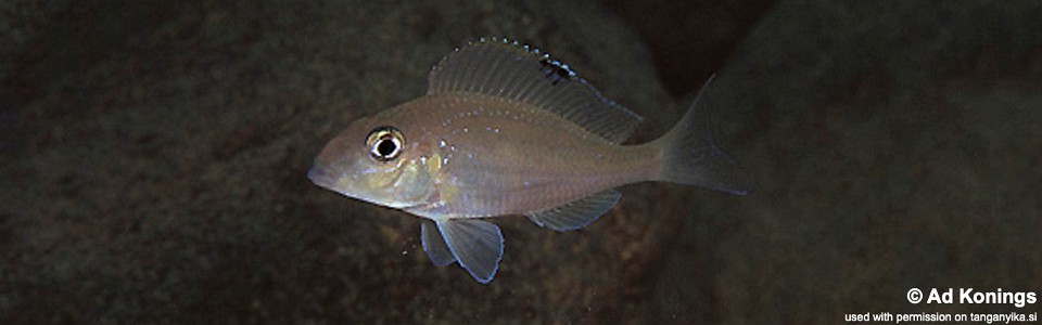 Xenotilapia spilopterus 'Kapampa'