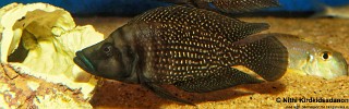 Altolamprologus calvus 'Kapampa'.jpg