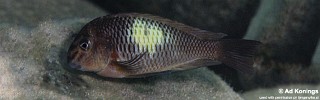 Tropheus sp. 'limespot' Kapampa.jpg