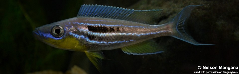 Benthochromis horii 'Kipilii'