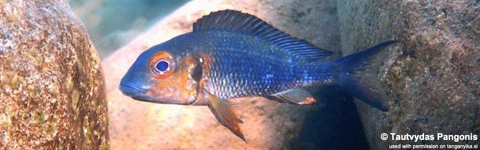 Callochromis macrops 'Kipili'