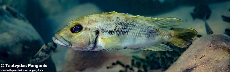 Lamprologus lemairii 'Kipili'<br><font color=gray>Lepidiolamprologus lemairii 'Kipili'</font> 