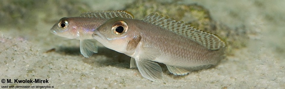 Lamprologus ornatipinnis 'Kipili'