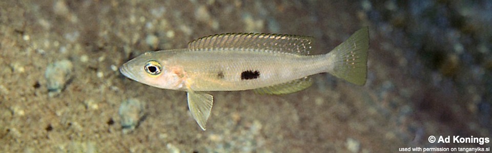 Lepidiolamprologus sp. 'meeli kipili' Kipili 