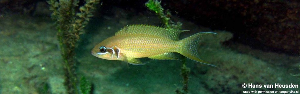 Neolamprologus brichardi 'Kipili'