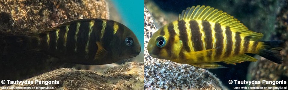 Tropheus sp. 'kipili' Kipili<br><font color=gray>Tropheus brichardi 'Kipili'</font> 