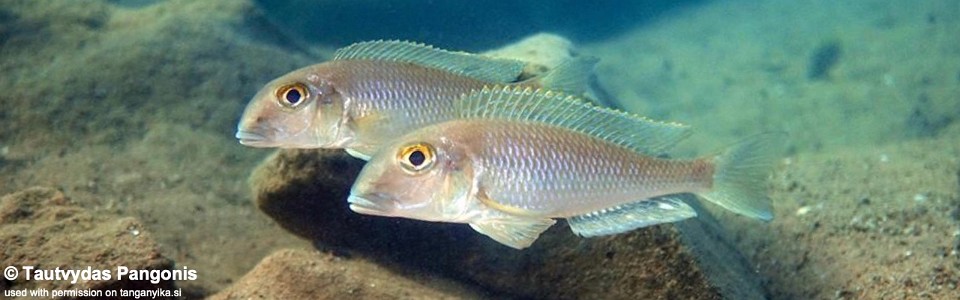 Xenotilapia boulengeri 'Kipili'