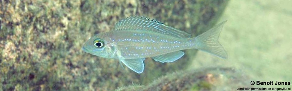 Xenotilapia spilopterus 'Kipili'