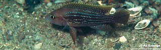 Neolamprologus tetracanthus 'Kipili'.jpg