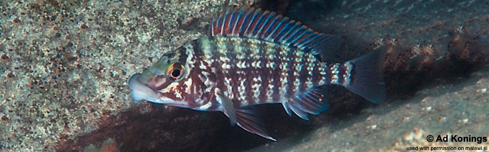 Lobochilotes labiatus 'Magara'