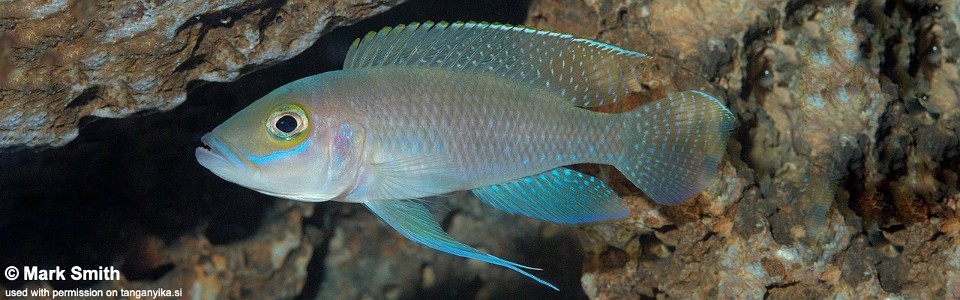 Neolamprologus ventralis 'Magara'