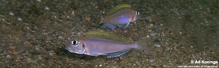 Xenotilapia flavipinnis 'Magara'.jpg