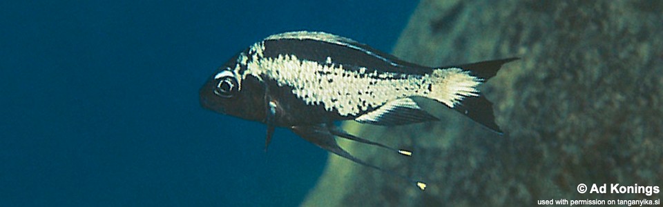 Ophthalmotilapia sp. 'whitecap' Mtoto<br><font color=gray>Ophthalmotilapia ventralis 'Mtoto'</font>