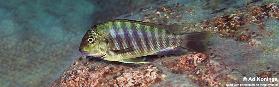 Simochromis diagramma 'Mtoto'