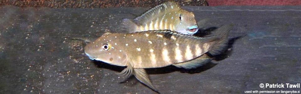 Spathodus sp. 'erythrodon white zaire' (Mtoto)<br><font color=gray>Tanganicodus sp. 'Mtoto'</font>