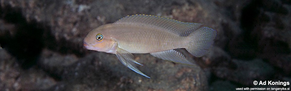 Telmatochromis cf. temporalis 'Mtoto'