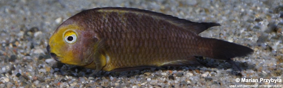 Tropheus sp. 'lukuga' Mtoto<br><font color=gray>Tropheus brichardi 'Mtoto'</font> 