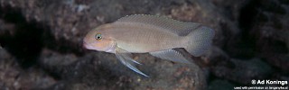 Telmatochromis cf. temporalis 'Mtoto'.jpg