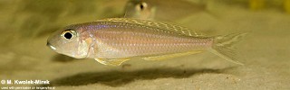 Xenotilapia bathyphilus 'Mtoto'.jpg